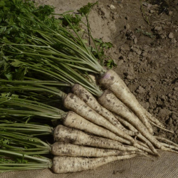 Pietruszka Romanica F1 100 tyś. nasion B-mox Primed ST