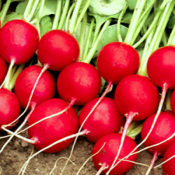 Rzodkiewka Celesta F1 50 000 nasion  st