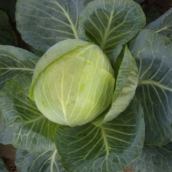 Kapusta Vestri f1 2500 nasion st