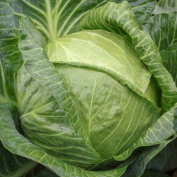 Kapusta Adelco F1 2500 nasion st