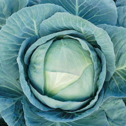 Kapusta Agressor F1 2500 nasion st