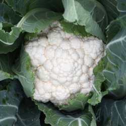 Kalafior Alderan F1 2500 nasion st