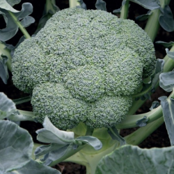 Brokuł Batory F1 2500 nasion st