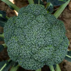 Brokuł Beany F1 2500 nasion