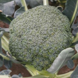 Brokuł Besty F1 2500 nasion st