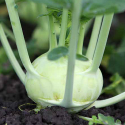 Kalarepa Bogart  f1 2500 nasion st