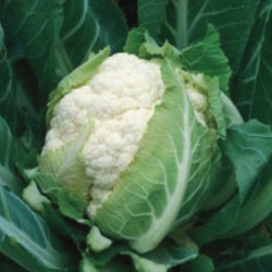 Kalafior Bruce F1 2500 nasion st