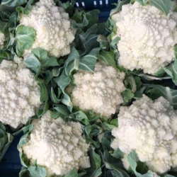 Kalafior Cartesio F1 2500 nasion st