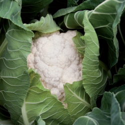 Kalafior Claforsa F1 2500 nasion st