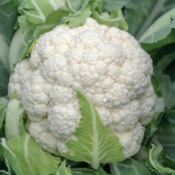 Kalafior Clapton F1 2500 nasion st