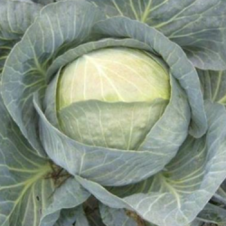 Kapusta Elastor f1 2500 nasion