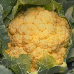 Kalafior Flame Star F1 2500 nasion st