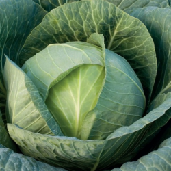 Kapusta Flexton f1 2500 nasion