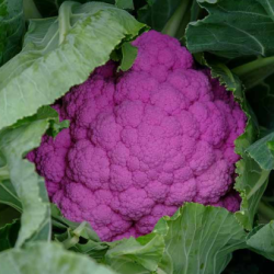 Kalafior Grafitti F1 2500 nasion st