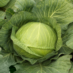 Kapusta Kilabaron f1 2500 nasion