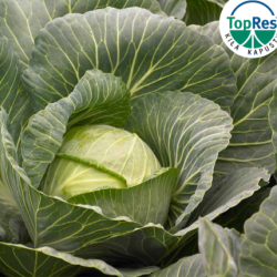 Kapusta Kilacees f1 2500 nasion st