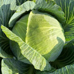 Kapusta Kilafox f1 2500 nasion st