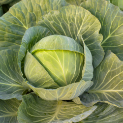 Kapusta Kilaplon f1 2500 nasion st