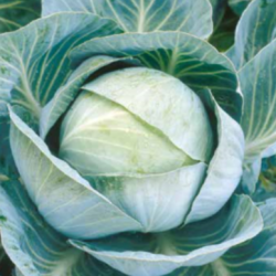 Kapusta Kilazol f1 2500 nasion st