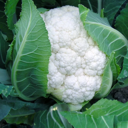 Kalafior Lecanu F1 2500 nasion st