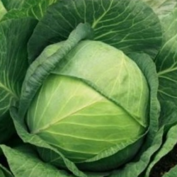 Kapusta Liberator F1 2500 nasion st