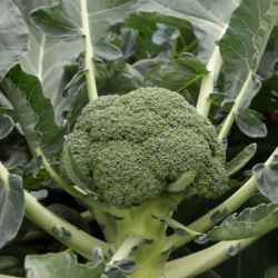 Brokuł Monclano F1 2500 nasion st