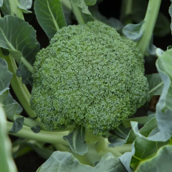 Brokuł Monrello F1 2500 nasion st