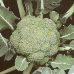 Brokuł Montop F1 2500 nasion st