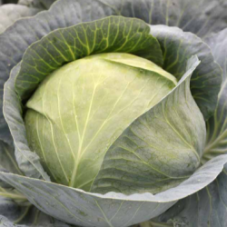 Kapusta Novoton F1 2500 nasionst