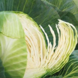 Kapusta Socrates F1 2500 nasion st