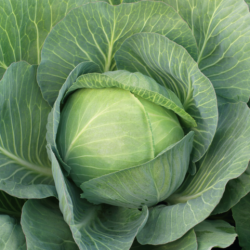 Kapusta Zenon F1 2500 nasion st