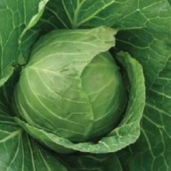 Kapusta Kevin F1 2500 nasion st