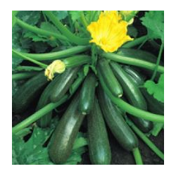 Cukinia Ambassador 1 tyś. nasion st