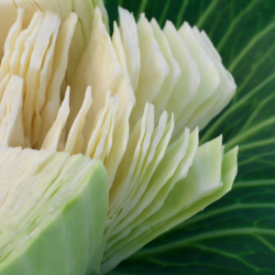 Kapusta Kilaking SGW0823 f1 2500 nasion st