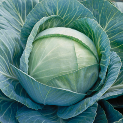 Kapusta Kilaherb f1 2500 nasion st