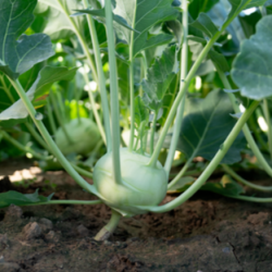 Kalarepa Pitt f1 2500 nasion st