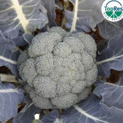 Brokuł Sambuco f1 2500 nasion prec. st