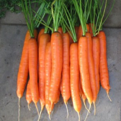 Marchew Volcano  F1 100 000 nas. prec. 1,6-1,8  st